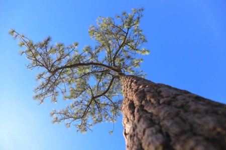 Beautiful Merkus's pine against the blue-sky background.