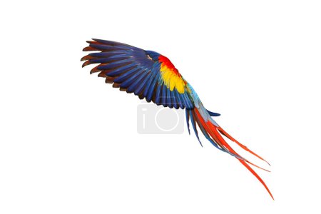 Téléchargez les photos : Perroquet Ara écarlate volant coloré isolé sur fond blanc avec chemin de coupe. - en image libre de droit