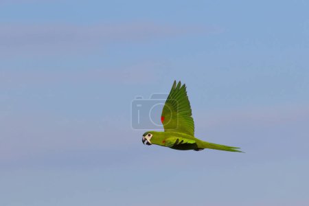 Hahn macaw parrot flying in the sky. Free flying bird