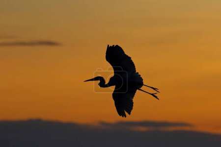 Foto de Egret volando en el cielo al atardecer. - Imagen libre de derechos