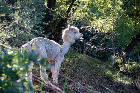 Téléchargez les photos : Exemplaire de mammifère ruminant alpaga originaire d'Amérique du Sud - en image libre de droit