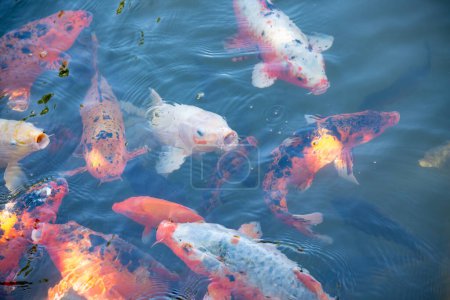 Téléchargez les photos : Merano, Italie - 11 août 2023 : les poissons nagent dans l'étang de jardin Trauttmansdorff Gardens in Merano - Sud Tyrol - Italie - en image libre de droit