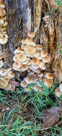 Stamm von Hypholoma fasciculare Pilzen auf abgestorbenem Baumstamm in feuchtem Wald