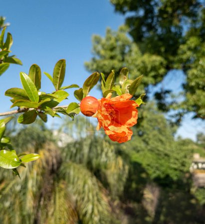pomegranate tree branch with red flowers in the garden