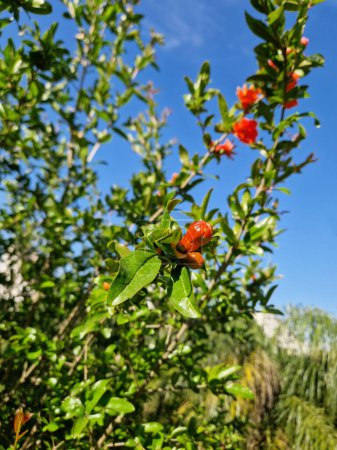 pomegranate tree branch with red flowers in the garden