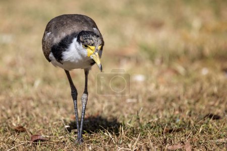 Photo for Close up of a Masked Lapwing Plover facing the camera in Sydney, Australia - Royalty Free Image