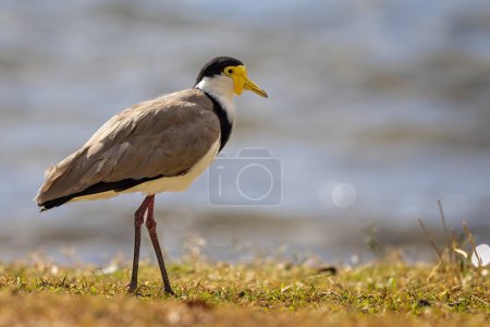 Photo for Close up of a Masked Lapwing Plover on the shore line in Sydney, Australia - Royalty Free Image