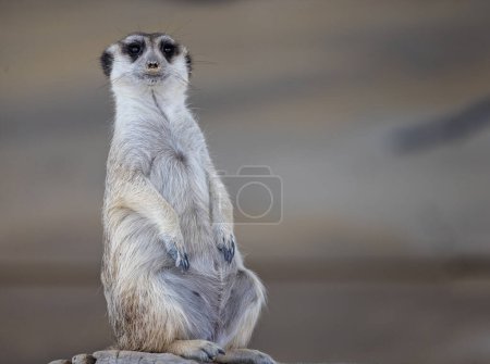 Photo for Close up of a Meerkat standing gurad on top of mound - Royalty Free Image