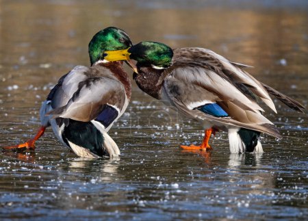 Photo for Close up of a pair of male Mallard ducks fighting on frozen lake - Royalty Free Image