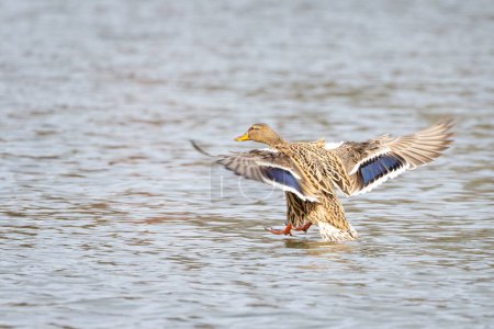 Photo for Close up of female Mallard duck coming into land on lake surface. - Royalty Free Image