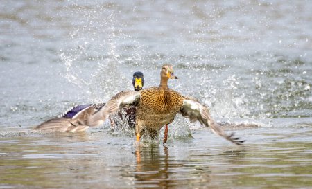 Photo for Close up of female Mallard duck being chased by male and taking off in a masso f spray - Royalty Free Image