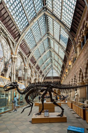 Photo for Dinosaur skeleton on display in the Oxford University Museum of Natural History, Oxford, Oxfordshire, UK on 25 March 2023 - Royalty Free Image