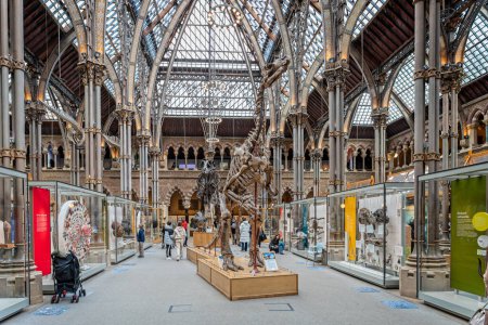 Photo for Dinosaur skeletons in the Oxford University Museum of Natural History, Oxford, Oxfordshire, UK on 25 March 2023 - Royalty Free Image
