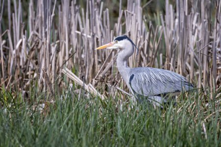 Photo for Close up of a large Grey Heron stalking amongst the reed beds on pond edge - Royalty Free Image