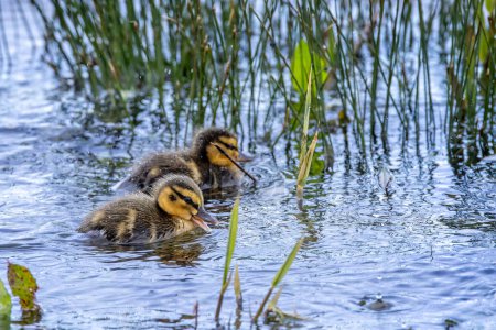 Photo for Pair of newly hatched baby Mallard ducks in choppy water at lake edge in pouring rain - Royalty Free Image