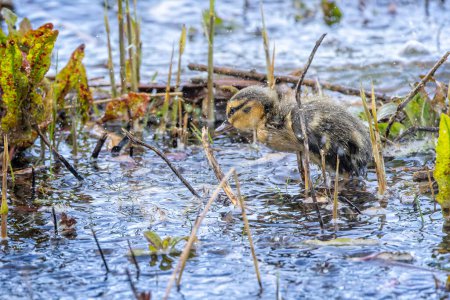 Photo for Newly hatched baby Mallard duck in choppy water at lake edge in pouring rain - Royalty Free Image