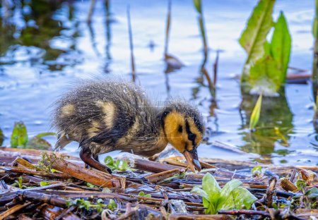 Photo for Close up of baby Mallard duckling foraging at the edge of a lake in the rain - Royalty Free Image