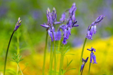 Close up of small clump of beautiful Bluebells in a woodland against a soft diffused yellow and green background