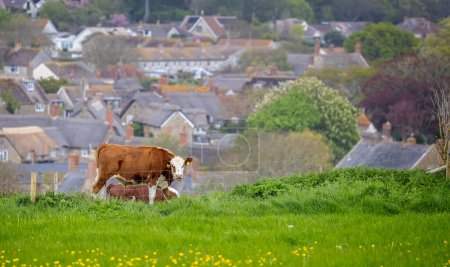 Photo for Brown and white cow chewing grass looking at camera on brow of hill with country village in background - Royalty Free Image