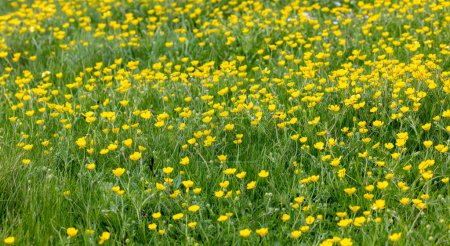 Photo for Close up of a meadow full of yellow buttercup flowers amongst the green grass - Royalty Free Image