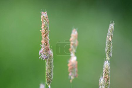Photo for Close up of a fruiting sedge plant on edge of pond against diffused green background. - Royalty Free Image