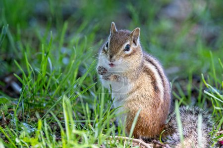 Photo for Close up of a wild Chipmunk on grass sitting up in alert pose - Royalty Free Image