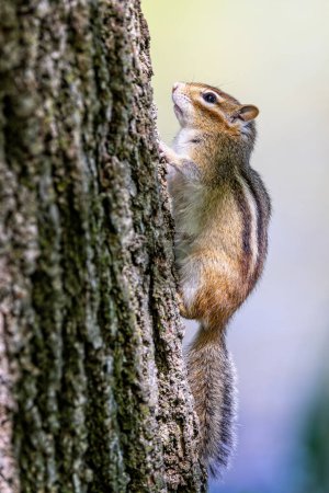 Photo for Close up of a wild Chipmunk climbing up a tree - Royalty Free Image