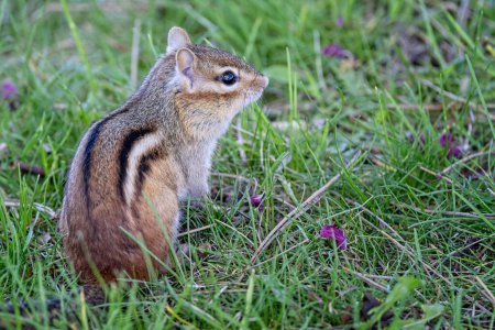 Photo for Close up of a wild Chipmunk on grass in alert pose - Royalty Free Image