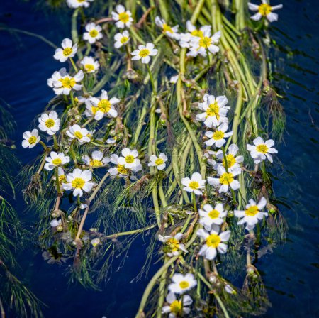 Photo for Mat of wild wahite water crowfoot flowers on water surface on the River Avon in salisbury, Wiltshire, UK - Royalty Free Image