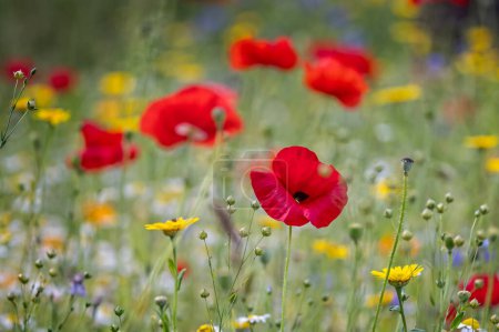 Close up of multi coloured wild flower garden with red poppy at centre