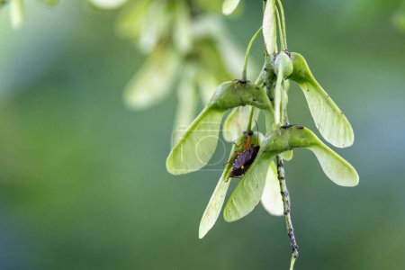 Foto de Primer plano de un pequeño racimo de semillas aladas de árbol de sicomoro en ramita con insecto escudo - Imagen libre de derechos
