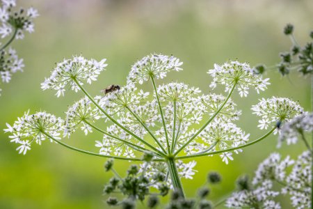 Photo for Close up backlit shot of a spray of white Cow Parsley flowers with wasp perched on flowers - Royalty Free Image