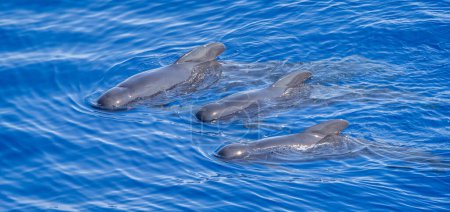 Primer plano de tres ballenas piloto nadando en sincronía en la superficie del mar en el Golfo de Vizcaya, Océano Atlántico