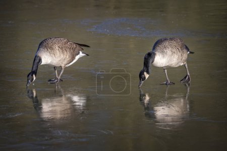 Photo for Pair of Canada Geese standing on frozen lake surface trying to break the ice - Royalty Free Image