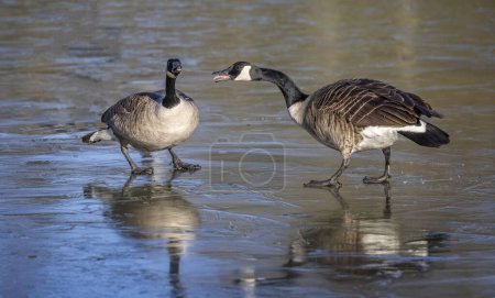 Photo for Pair of Canada Geese standing on frozen lake surface honking at one another - Royalty Free Image