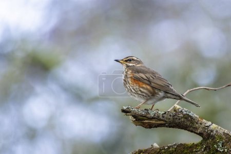 Photo for Close up of a Redwing perched on a lichen encrusted branch in woodland galde. - Royalty Free Image