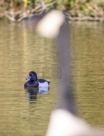 Photo for Tufted Duck on lake with blured outline of Canada Goose in foreground. - Royalty Free Image