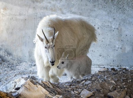 Close up of female mountain goat with young kid in Jasper National Park, Alberta, Canada on 6 June 2023