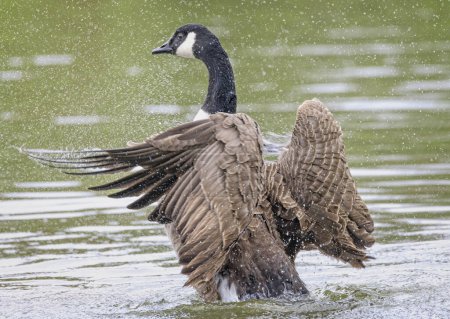 Photo for Close up of a Canada Goose splashing water with flapping wings on lake. - Royalty Free Image