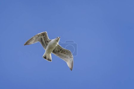 Clsoe arriba de una gaviota juvenil flotando contra el viento contra un cielo azul.