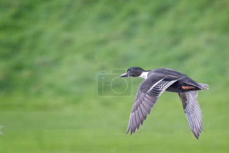 Close up of Mallard duck flying right to left against green diffused background