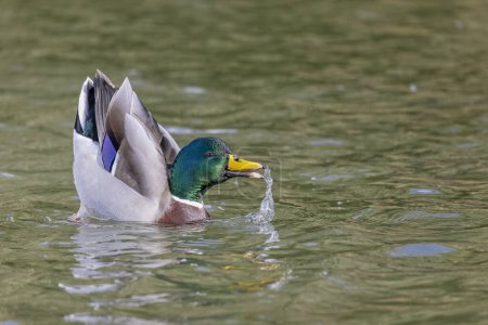 Cerca de macho Mallard pato balanceo inusual en la superficie del lago con el pico abierto y salpicaduras de agua.