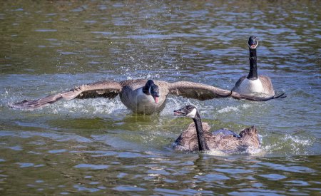 Canada Goose flying across water surface to attack another Canada Goose