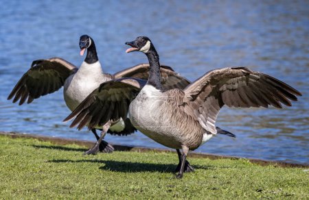 Primer plano de par de gansos de Canadá luchando con alas completamente extendidas en la hierba junto al lago. .