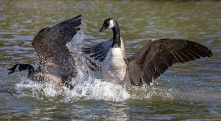 Par de gansos de Canadá luchando con alas completamente extendidas en la superficie del lago en masa de spray.