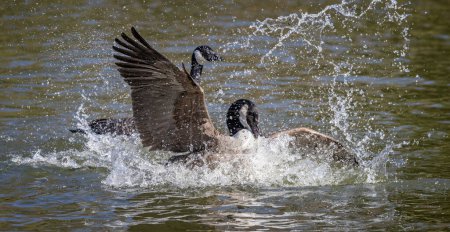 Par de gansos de Canadá luchando con alas completamente extendidas en la superficie del lago en masa de spray.
