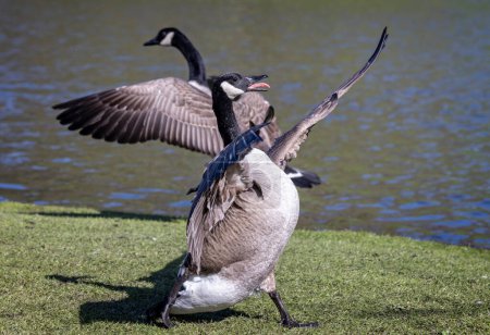 Gros plan de deux Bernaches du Canada combattant avec des ailes complètement déployées sur de l'herbe au bord du lac. .