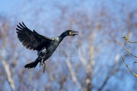 Close up of a Cormorant with wings spread coming into land on tree top.