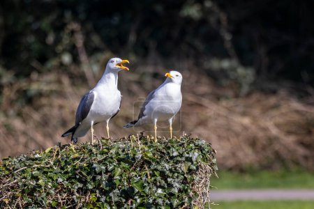 Pair of Lesser Black backed Gull perched on ivy clad tree stump.