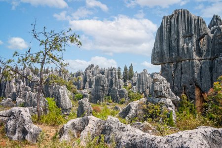 Dramatische Karstkalksteinformationen wie Stoinzähne im Stone Forest National Geo-Park, Yunnan, China